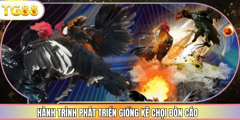 Hành trình phát triển giống kê chọi đòn cáo