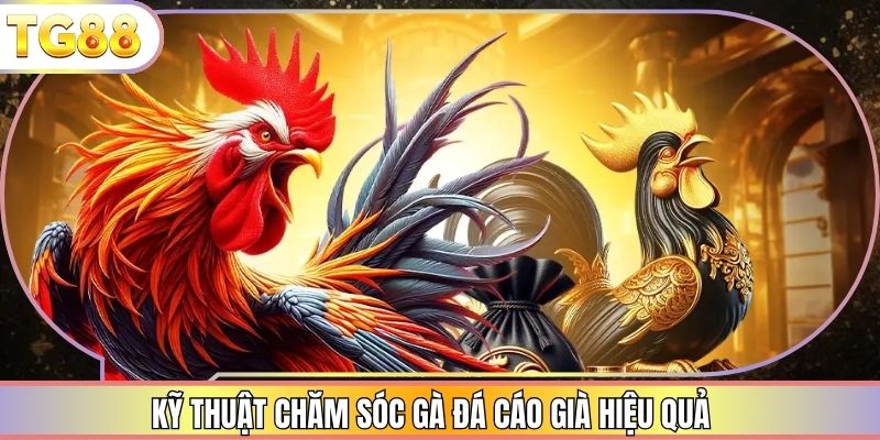 Kỹ thuật chăm sóc gà đá cáo già hiệu quả